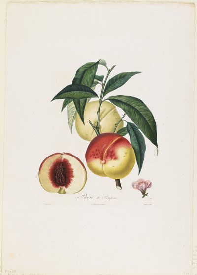 Pavie de Pompone. (Perziken), uit Traite des Arbres Fruitiers, 1807-35 door Pierre Antoine Poiteau